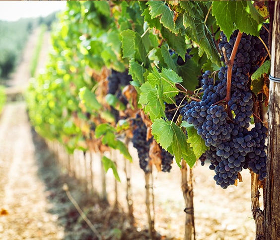 Wine Grape Vines in Vineyard